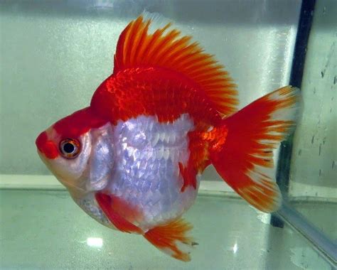 藍面財神混養|金魚&水族快訊Goldfish & Aquarium Messages: 藍面。